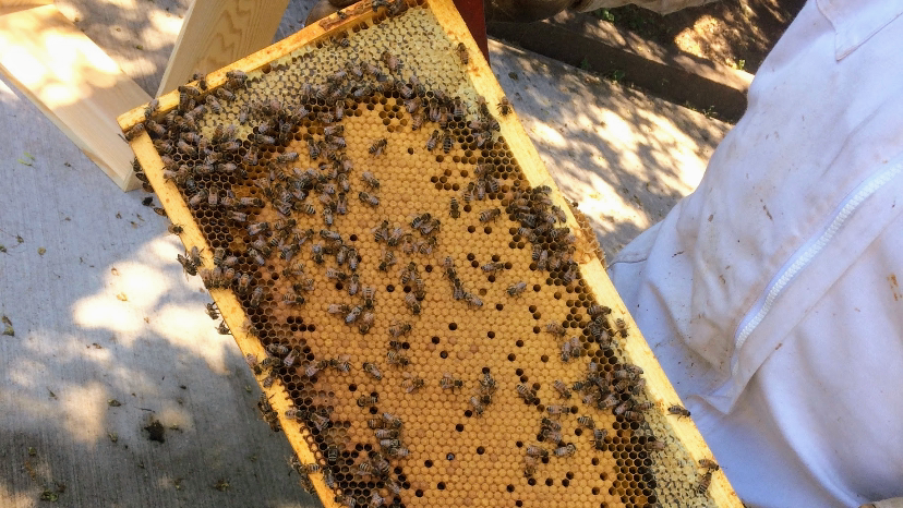 Honey-Swords into Plowshare
