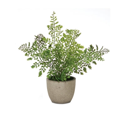 Potted Fern