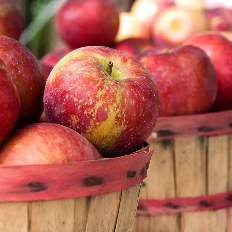 Apple Harvest Acorn