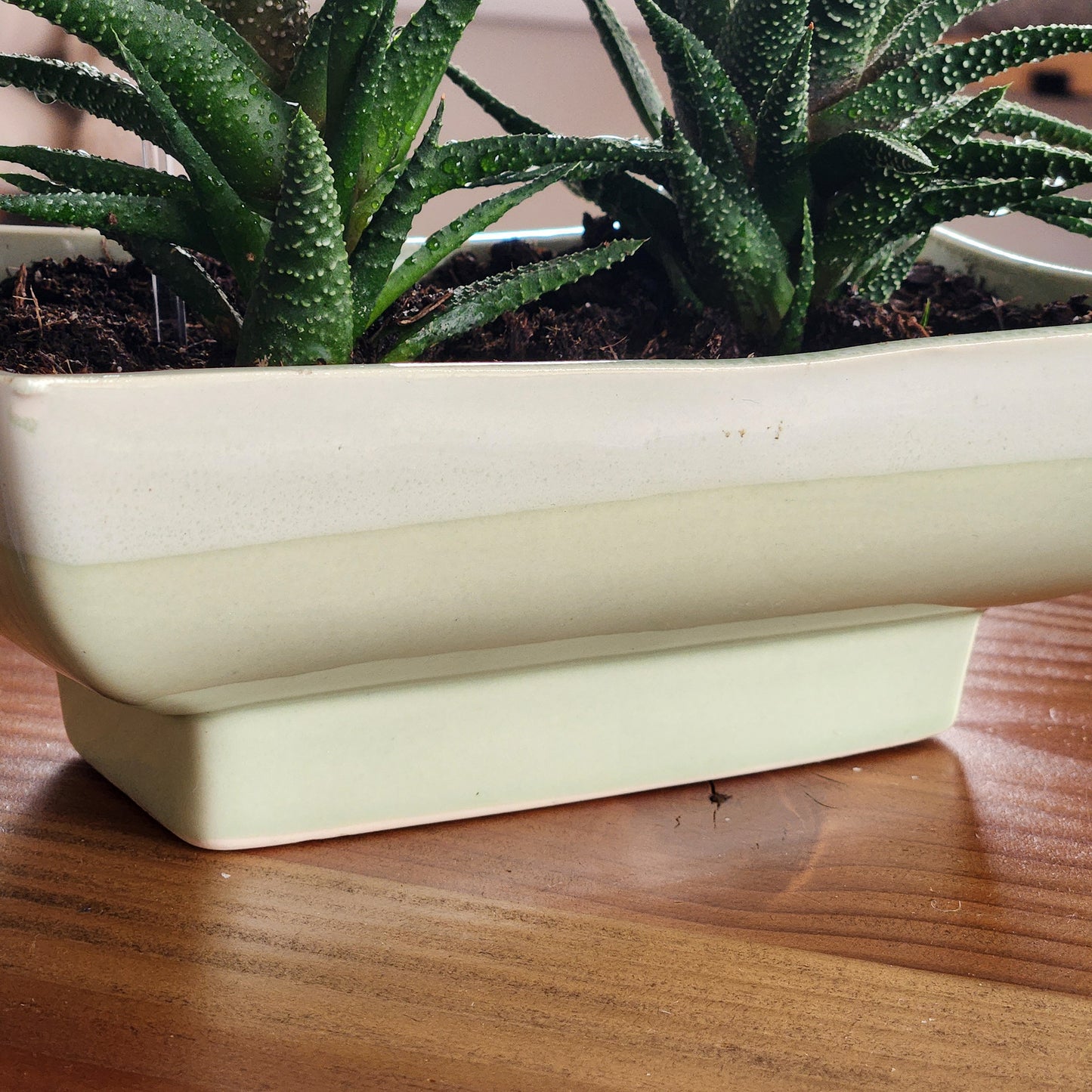 Zebra Plant
