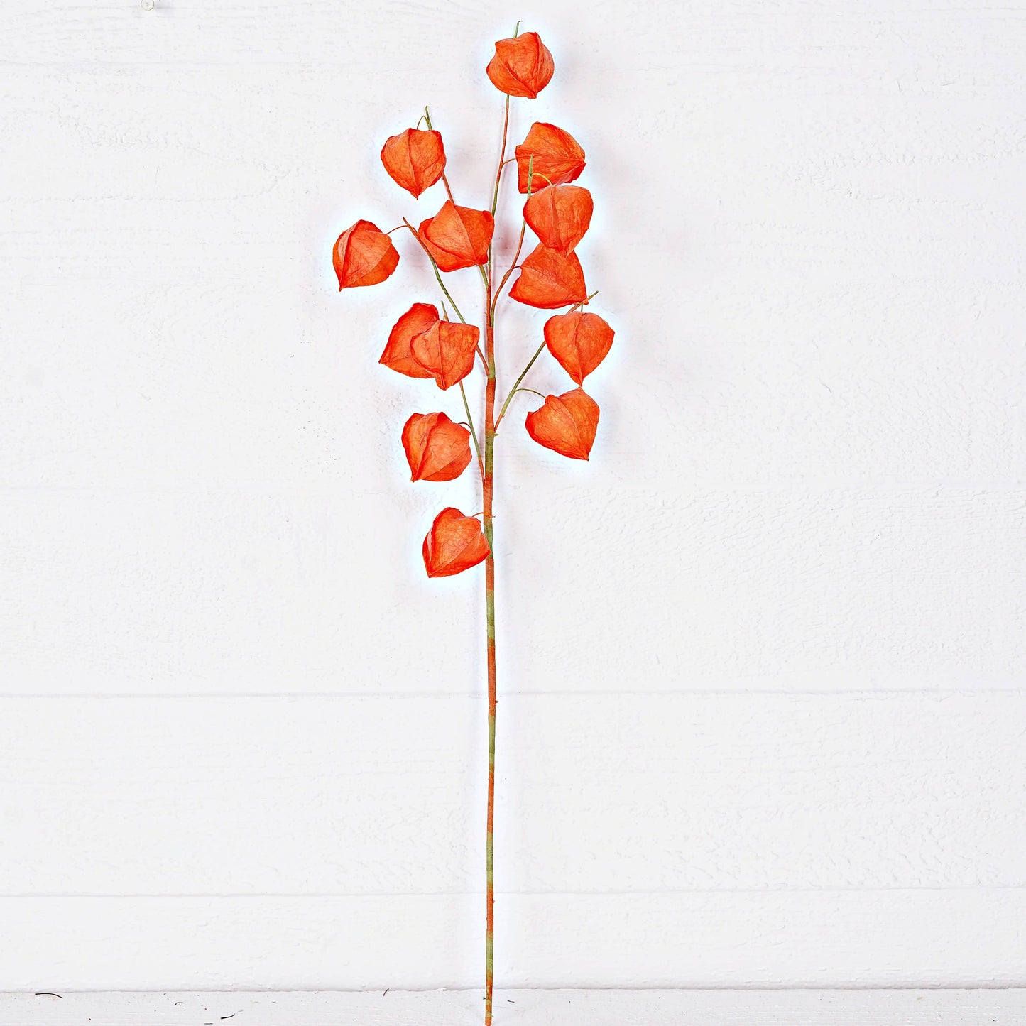 Chinese Lantern Spray