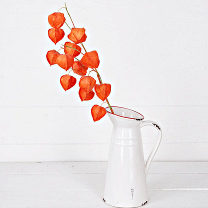 Chinese Lantern Spray