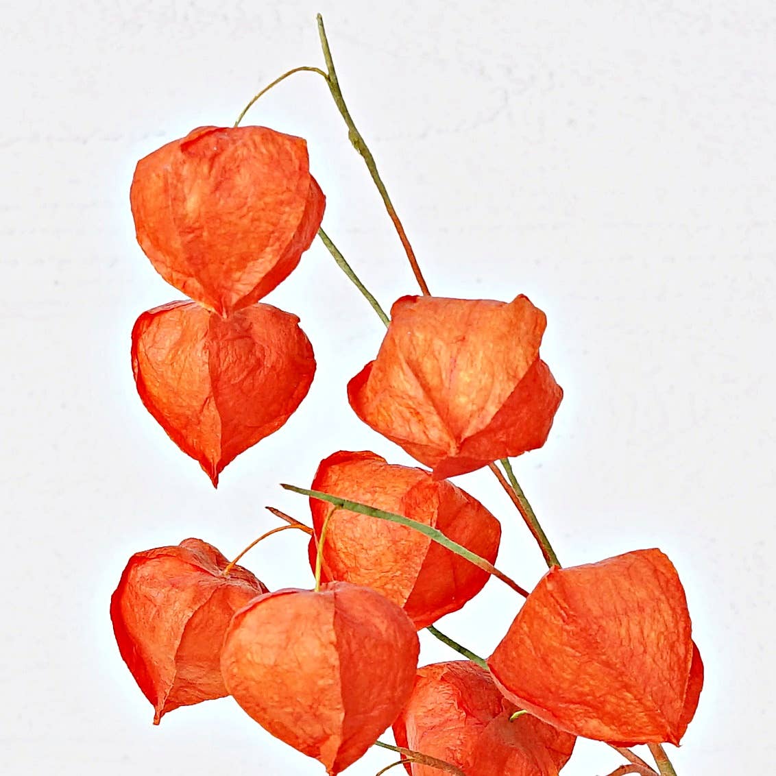 Chinese Lantern Spray