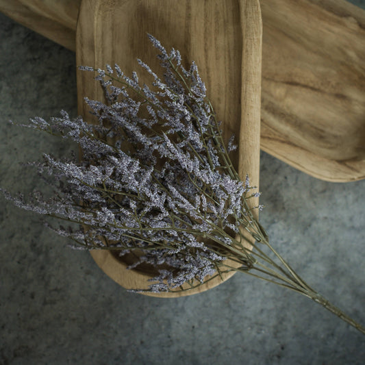 PURPLE DANCE PLANT BUSH