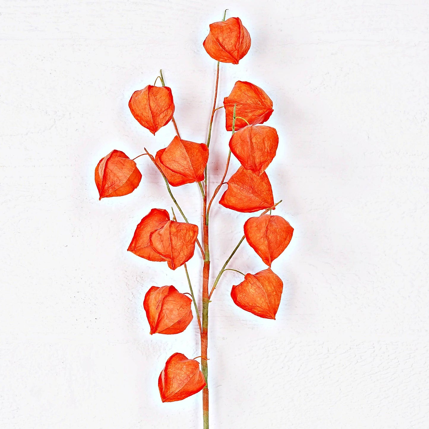 Chinese Lantern Spray