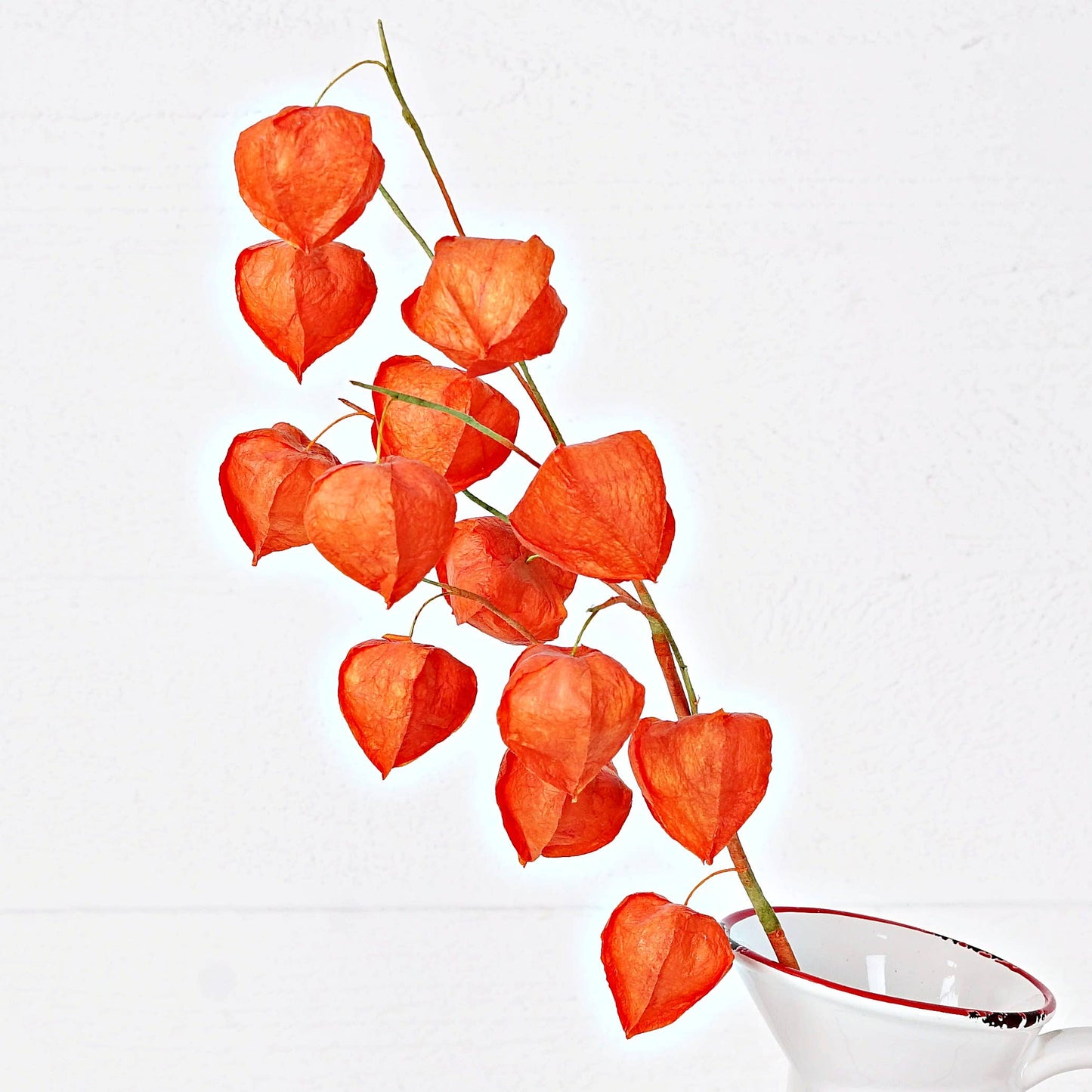 Chinese Lantern Spray