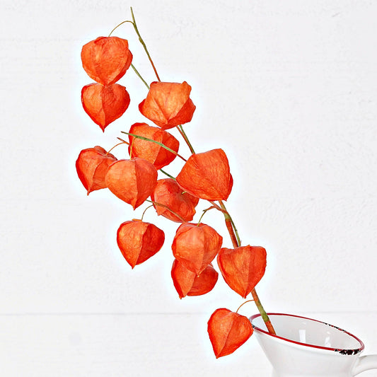 Chinese Lantern Spray