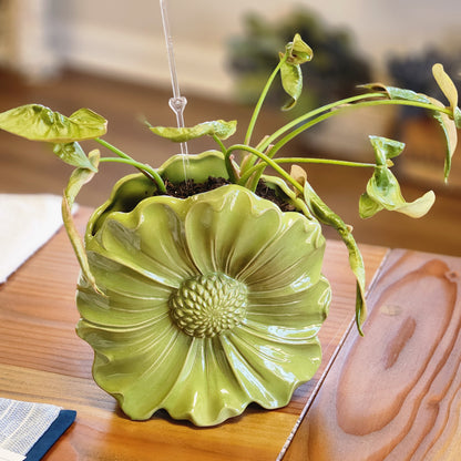 Arrowhead Plant