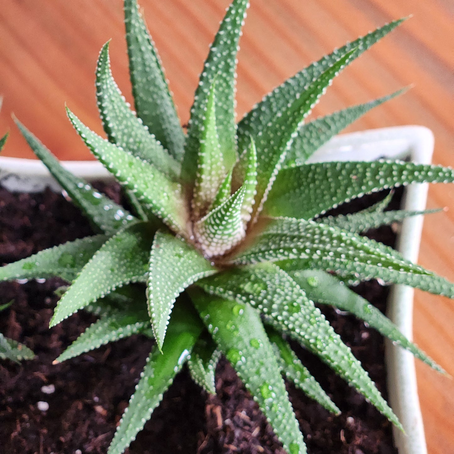 Zebra Plant