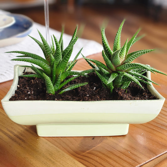 Zebra Plant