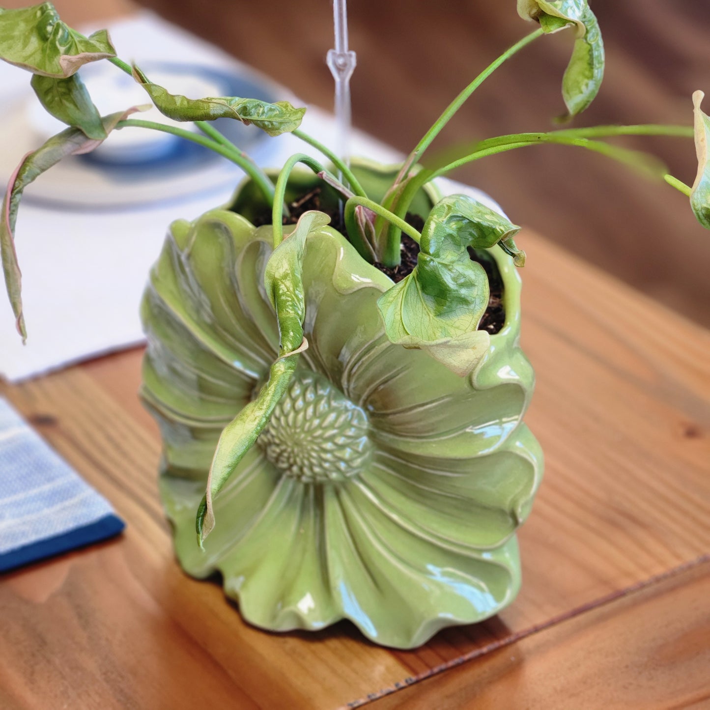 Arrowhead Plant