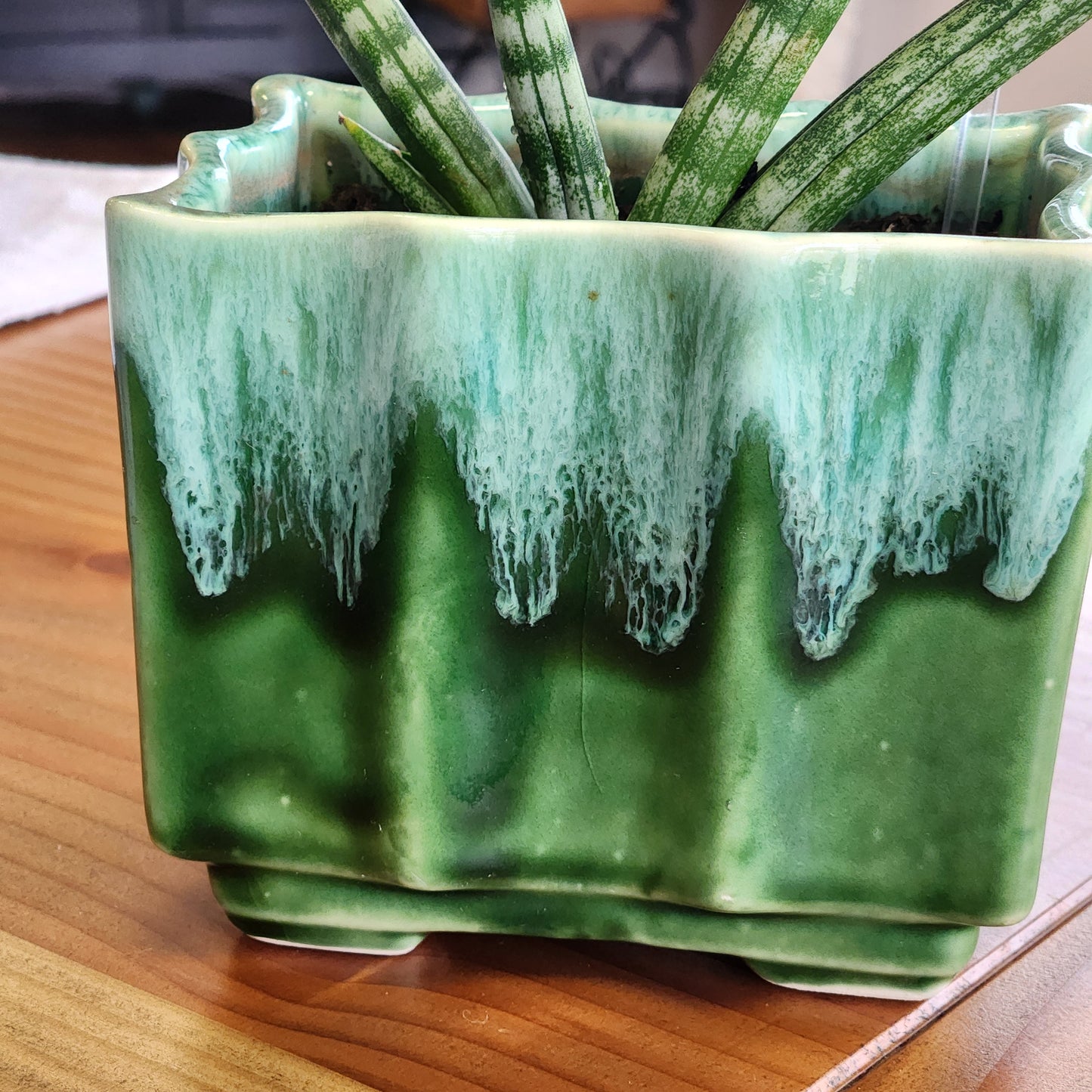 Spear Sansevieria