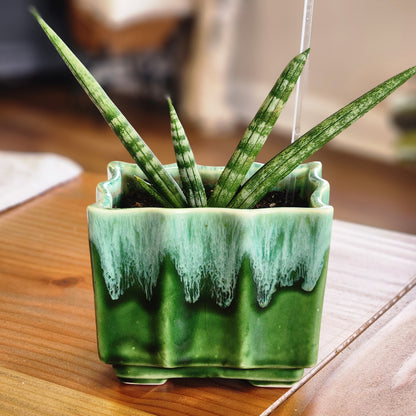 Spear Sansevieria